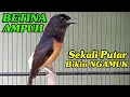 Lagu Murai Betina gacor AMPUH Sekali Putar Pasti Bikin NGAMUK 