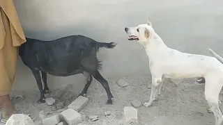 تزاوج كلب مع ماعز Dog And Black Goat 