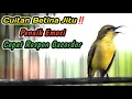Download Lagu SOGON BETINA GACOR MEMANGGIL JANTAN‼️PANCINGAN SOGON DISITU AGAR CEPAT RESPON BUNYI GACOR NEMBAK