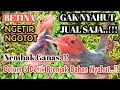 Download Lagu Auto Nyahut..!! prenjak Betina Ngetir Vs Prenjak Jantan Gacor