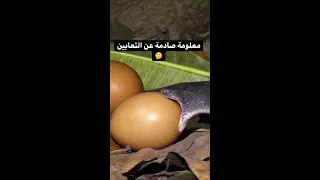 معلومة صادمة عن الثعابين 