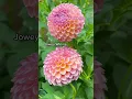 Download Lagu Favorite dahlia varieties #garden #gardeningtips