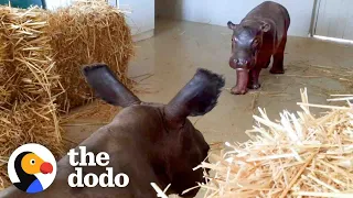 Baby Hippo Raised By Rhinos Meets A Hippo The Dodo Go Wild