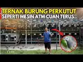 TERNAK PERKUTUT BANGKOK CUAN TERUS SEPERTI MESIN ATM DARI 3 PASANG JADI RATUSAN | KISAH INSPIRATIF