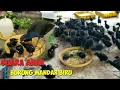 Suara Anak Burung Mandar Biru cocok untuk menjinakan dan pikat