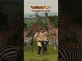 Download Lagu Wild DJ set from Africa🦁🦒🪇 #afrobeat #animals #nature #travel #wildlife #dj #raja #africanrhythms