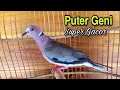 Download Lagu Suara Burung Puter Geni/Puter Lumut
