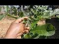 Download Lagu Kigelia Leaves For Fast Hair Growth | Natural  Remedies For Strong And Hea Hair