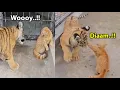 Download Lagu Awalnya Harimau Tantang Kucing Oren, Endingnya Harimau Di Hajar Kucing Oren ~ Kucing Vs Harimau