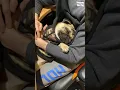 PUG SLEEPS ON OWNER - Pangpang the Pug snoring away in baba s arms YouTube Short