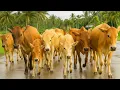 Download Lagu Video Mengiring Sapi Lembu Kampung Menuju Ke Kandang, Suara Sapi Moo, Sapi Lucu berkawanan di jalan