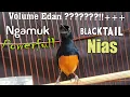 VOLUME EDAN Murai batu NIAS Ekor Hitam (Blacktail) Noktah isian komplit buat pancingan