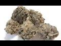 Topshelf Strain Review BlueCookies FROSTED BURRR INDICA DOMINANT HYBRID PERFECT FOR INSOMNIA