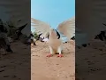 Download Lagu Kabootar ki video Pigeon birds Kabootar bazi #pigeon #shorts  #short #youtubeshorts