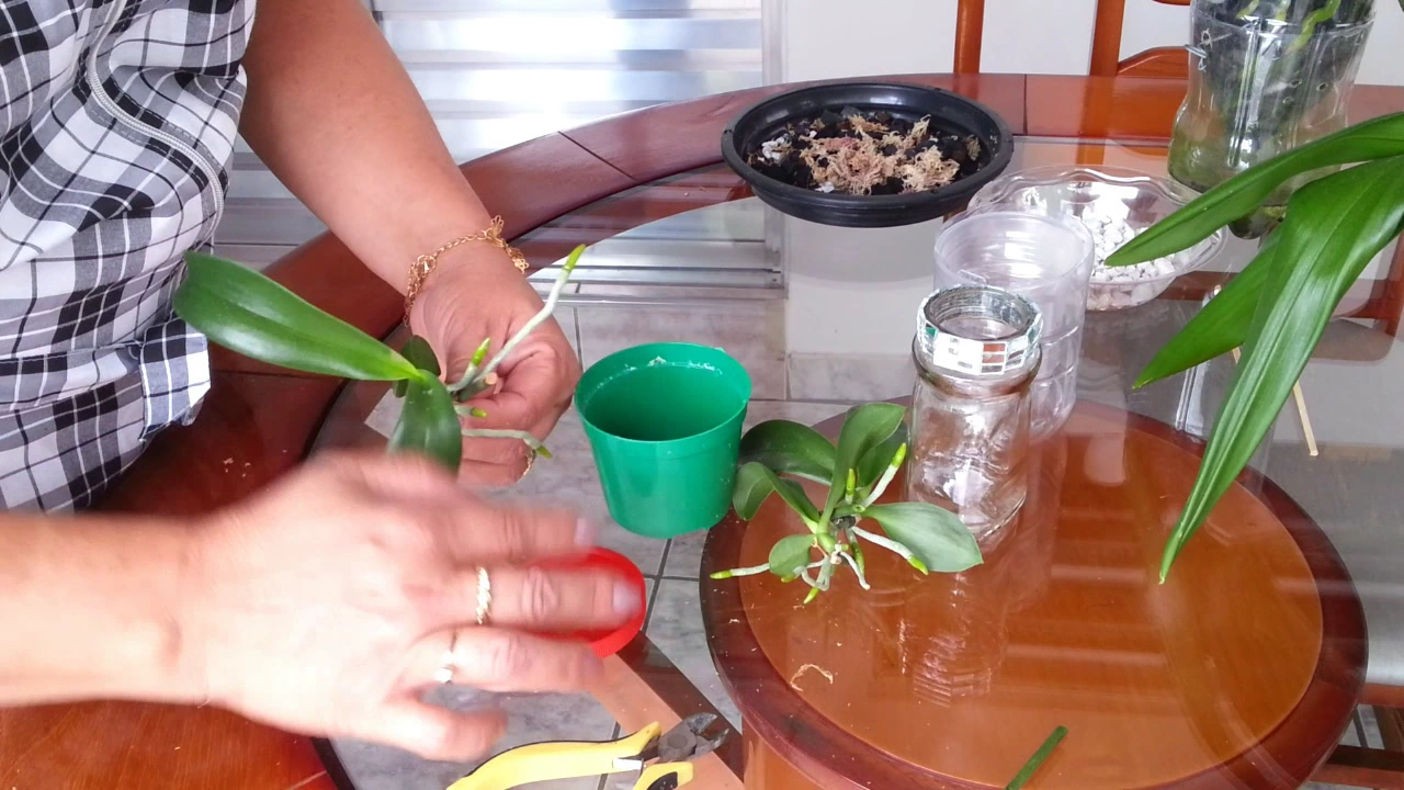 KEIKIS DE ORQUÍDEA CULTIVADA NA ÁGUA VS CULTIVO TRADICIONAL