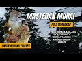 Download Lagu Masteran Full Tembakan Untuk Burung Fighter Mudah Ditiru