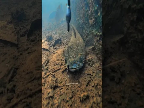Ketika Mancing Tanpa Umpan Ketemu Ikan Channa Jumbo Mangap