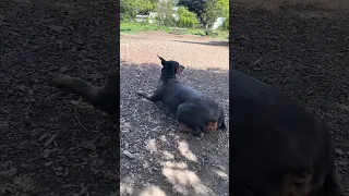 She was soooo beat .. #fypシ #dream #pets #doberman #fyp
