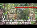 Download Lagu pikat cucak ranting,gacor gak lama yang liar langsung turun cocok untuk masteran juga mikat