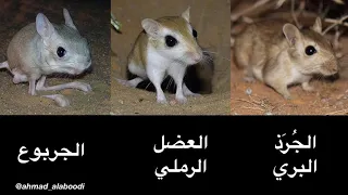 تعرف على الفرق بين الجربوع والعضل والج رذ دندنها