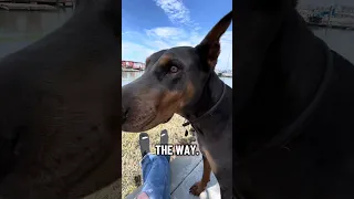 😂.. the birds .. #Fyp #dream #doberman #pets #YouTube