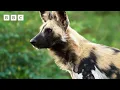 Wild dogs try to save pack member from crocodile Kingdom - BBC