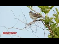 Download Lagu Suara Burung Masteran Ala Eropa Part 1