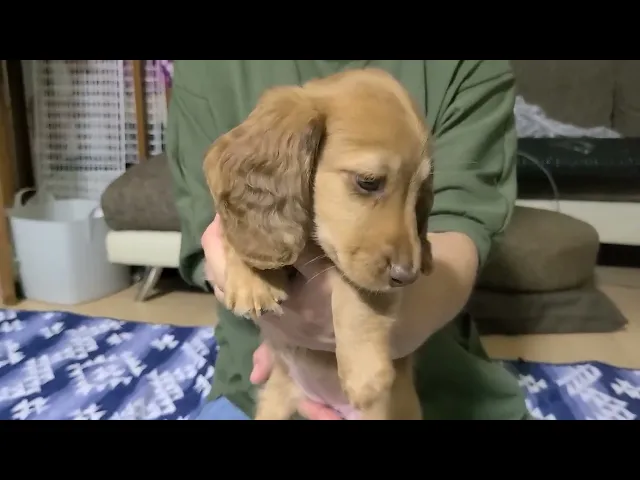 動画