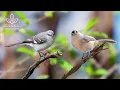 Lagu Peaceful Birdsong - Natural Sounds for Relaxation, Forest Ambience Birds Singing - ASMR Study Focus