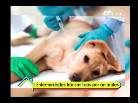 Enfermedades transmitidas por animales