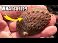 Abalone Facts a SNAIL with HOLES Animal Fact Files