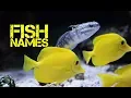 girl Fish names that start with j