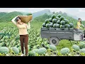 Download Lagu Harvesting 1000+ Watermelons Go To Market Sell, Use 3-Wheeled Truck To Harvest - Farm Life