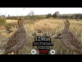 Lagu 12MIN का धान के खेतो में बोलने वाले तीतर की आवाज़।- Grey Francolin Hunting Voice 