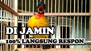 pancingan kutilang emas gacor full durasi anakdesakicau