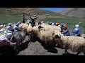 Download Lagu Ağlatan Dertli Kürtçe Acıklı Dengbeji Stran...!!! Kaval Mey Bılur...!!! Erivan Kurdish Music✔️