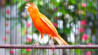 pancingan kenari merlok gacor buat kenari lain auto nyaut ngeroll panjang