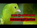 Suara cucak ijo mini betina memanggil jantan