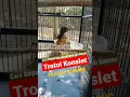 Download Lagu murai batu trotol konslet sampai Telerr