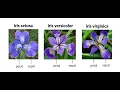 Iris Flowers Classification ML Project