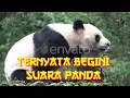 Suara panda ~ Zona Hewan