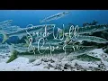 Download Lagu Sorido Wall \u0026 Cape Kri - Raja Ampat #rajaampat #scubadiving