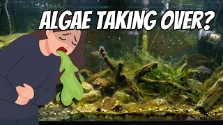 Why Do I Have Algae In My Aquarium?