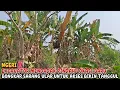 Download Lagu NGERI‼️EXCAVATOR MENDADAK PINDAH LOKASI BARU BONGKAR SARANG ULAR UNTUK AKSES BIKIN TANGGUL #kdm 