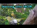 Download Lagu Suara sepasang sirtu jantan dan sirtu betina cocok untuk pancingan sirtu/cipoh gacor lain agar bunyi