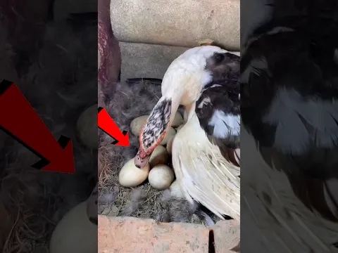 Duck mom rescue her baby  #shorts