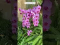 Download Lagu Buy Rare Orchid Plants Online 🌱#orchid #orchids #indoorplant #plants #gardening #flowers #ytshorts