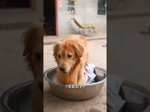 鋤禾日當午，帶娃真辛苦；帶了壹上午，還有壹下午。#金毛路虎
