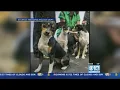 30K Reward Offered After Van Full Of Show Dogs Stolen In Redding