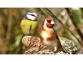 Download Lagu Videos and Sounds for Cats : Garden Birds Extravaganza